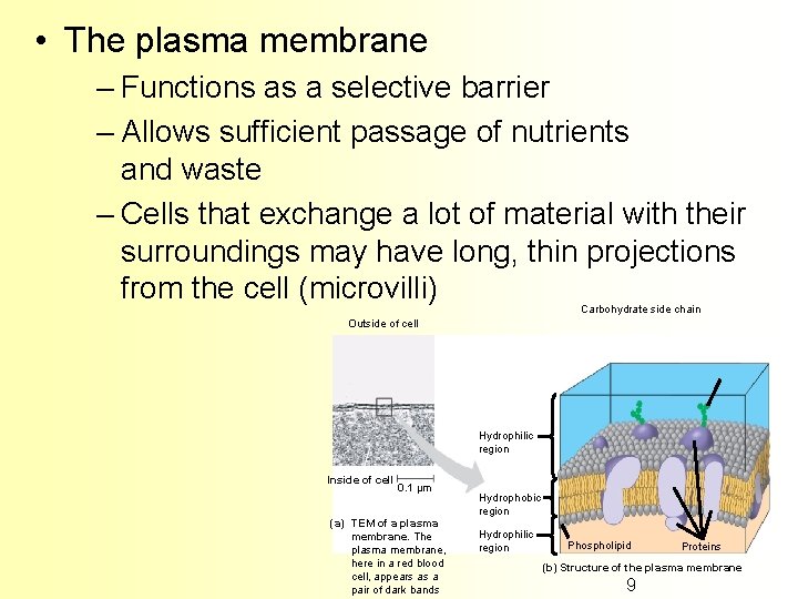  • The plasma membrane – Functions as a selective barrier – Allows sufficient