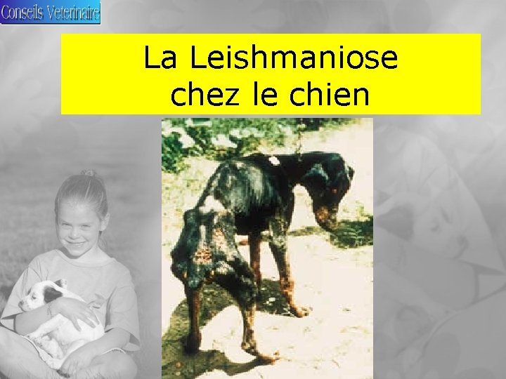 La Leishmaniose chez le chien 