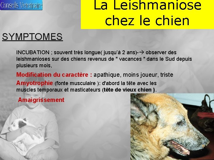 La Leishmaniose chez le chien SYMPTOMES INCUBATION ; souvent très longue( jusqu’à 2 ans)-