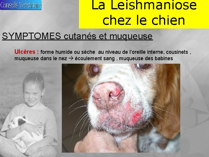 La Leishmaniose chez le chien SYMPTOMES cutanés et muqueuse Ulcères : forme humide ou