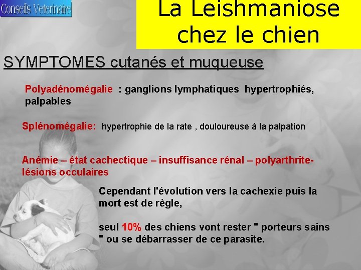 La Leishmaniose chez le chien SYMPTOMES cutanés et muqueuse Polyadénomégalie : ganglions lymphatiques hypertrophiés,