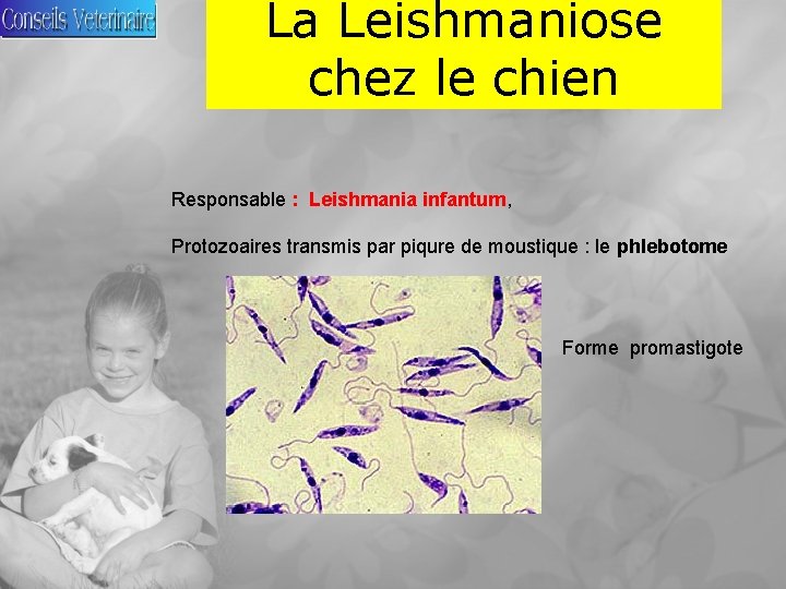 La Leishmaniose chez le chien Responsable : Leishmania infantum, Protozoaires transmis par piqure de
