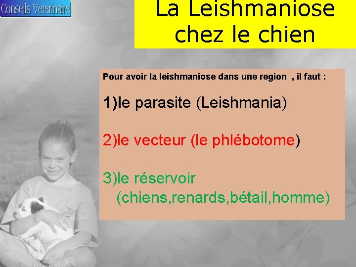 La Leishmaniose chez le chien Pour avoir la leishmaniose dans une region , il