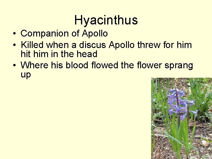 Hyacinthus • Companion of Apollo • Killed when a discus Apollo threw for him