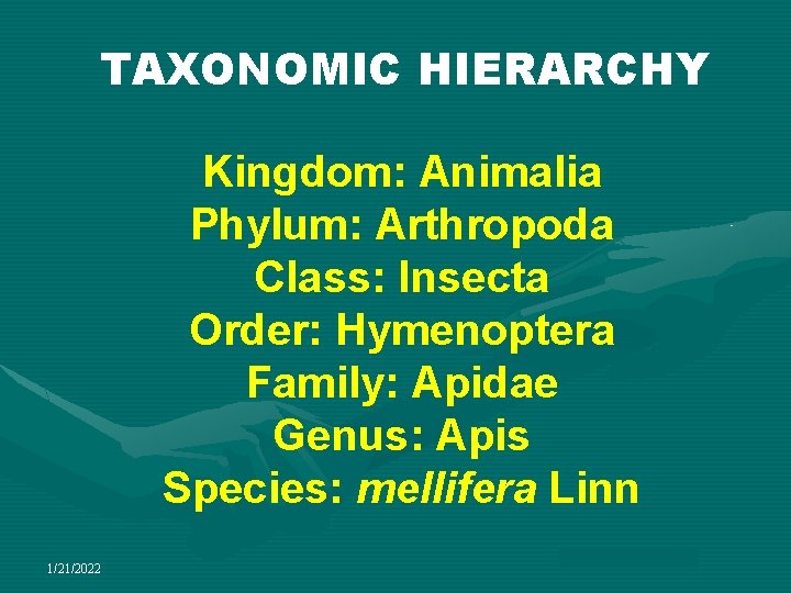 TAXONOMIC HIERARCHY Kingdom: Animalia Phylum: Arthropoda Class: Insecta Order: Hymenoptera Family: Apidae Genus: Apis