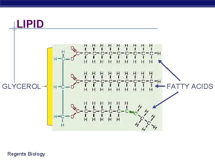 LIPID GLYCEROL Regents Biology FATTY ACIDS 