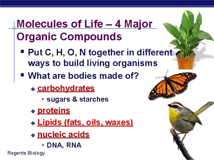 Molecules of Life – 4 Major Organic Compounds § Put C, H, O, N