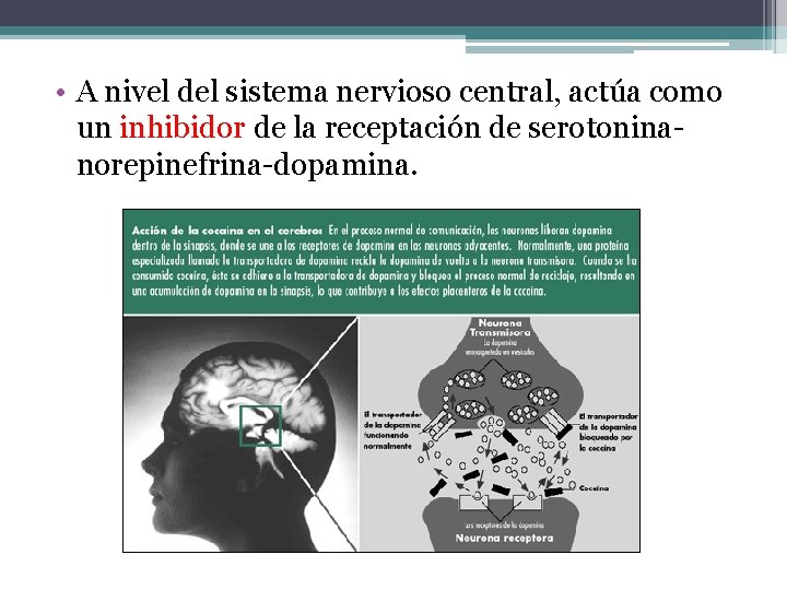  • A nivel del sistema nervioso central, actúa como un inhibidor de la