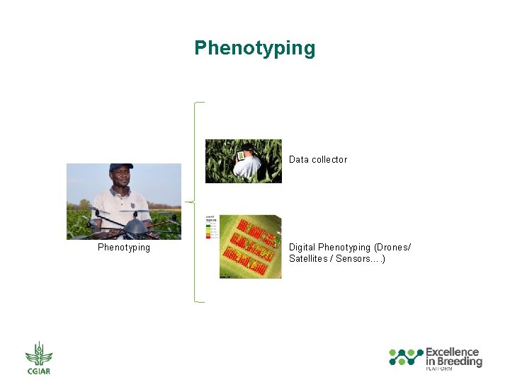 Phenotyping Data collector Phenotyping Digital Phenotyping (Drones/ Satellites / Sensors…. ) 