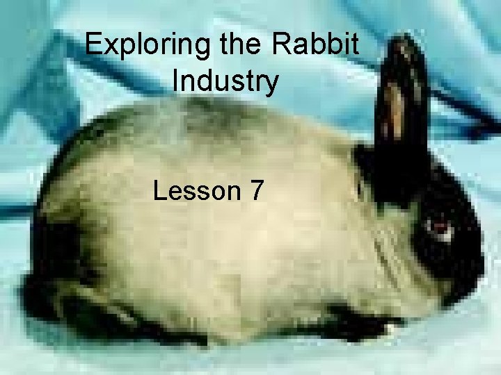Exploring the Rabbit Industry Lesson 7 