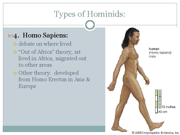 Types of Hominids: 4. Homo Sapiens: debate on where lived “Out of Africa” theory,