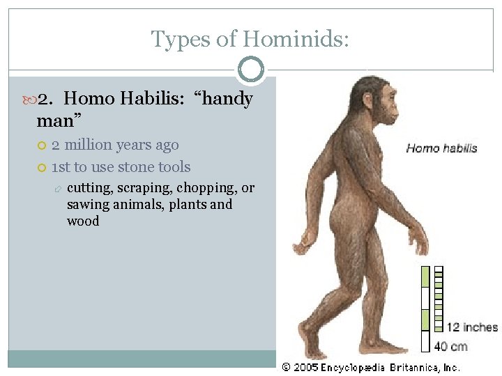 Types of Hominids: 2. Homo Habilis: “handy man” 2 million years ago 1 st