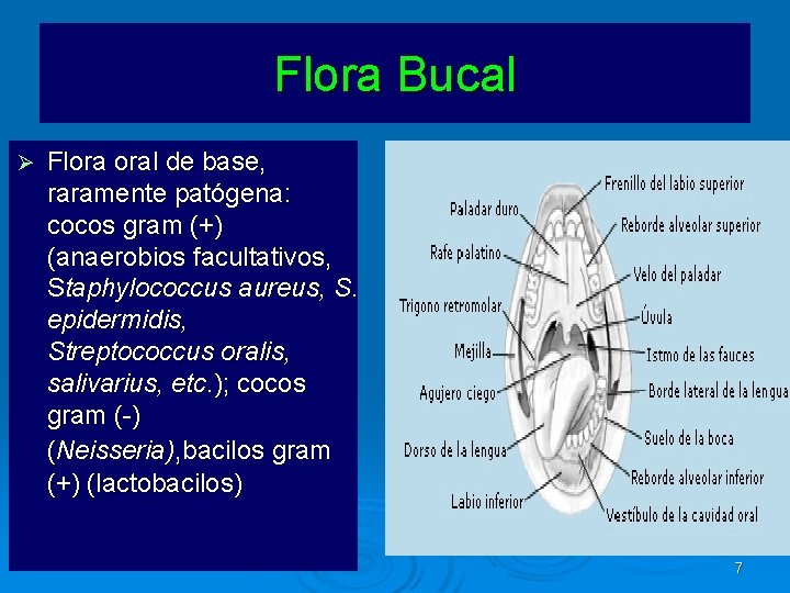 Flora Bucal Ø Flora oral de base, raramente patógena: cocos gram (+) (anaerobios facultativos,