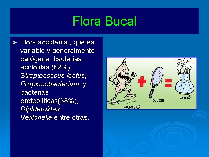 Flora Bucal Ø Flora accidental, que es variable y generalmente patógena: bacterias acidofilas (62%),