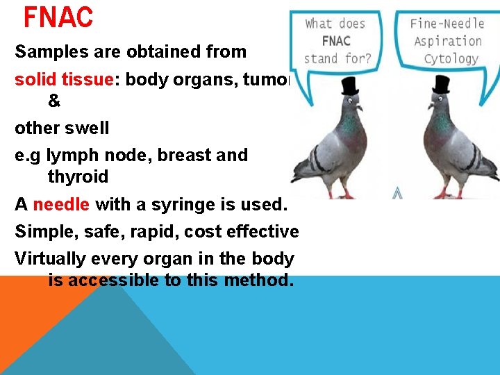 FNAC Samples are obtained from solid tissue: body organs, tumors & other swell e. FNAC Samples are obtained from solid tissue: body organs, tumors & other swell e.