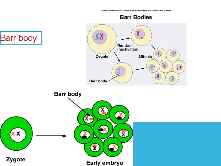 Barr body Barr body