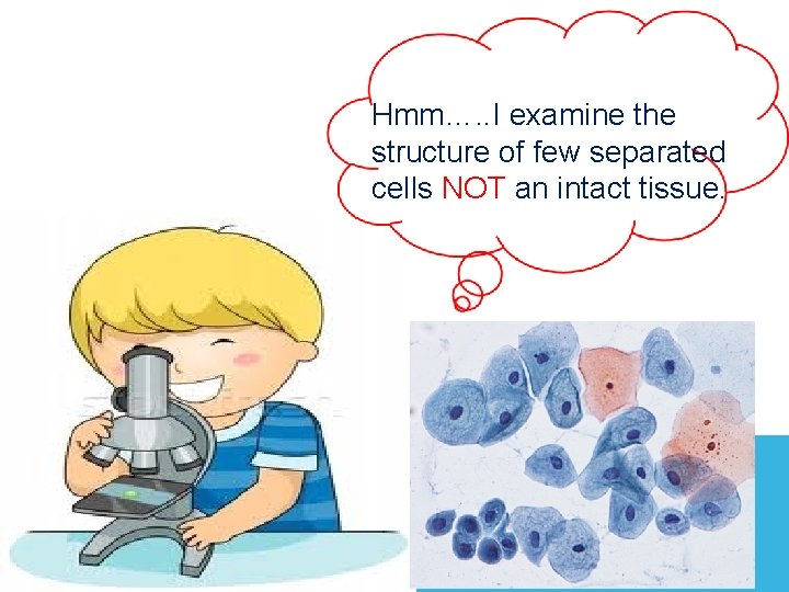 Hmm…. . I examine the structure of few separated cells NOT an intact tissue. Hmm…. . I examine the structure of few separated cells NOT an intact tissue.