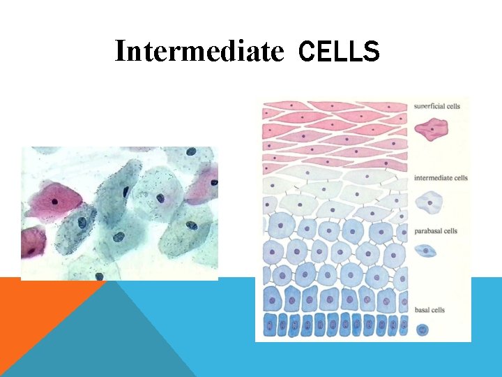 Intermediate CELLS Intermediate CELLS