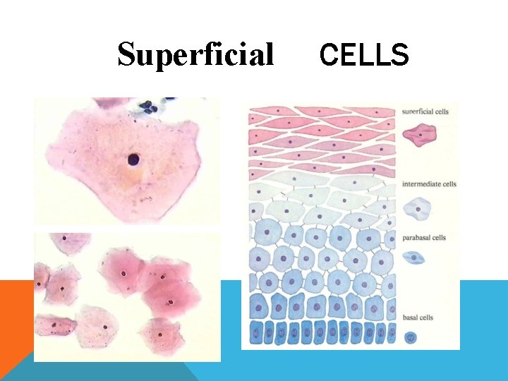 Superficial CELLS Superficial CELLS