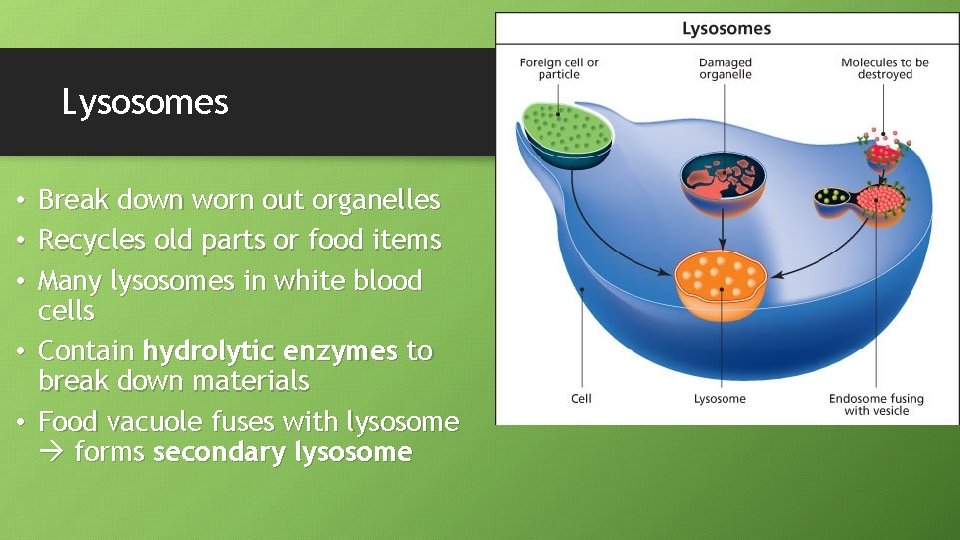 Lysosomes • Break down worn out organelles • Recycles old parts or food items