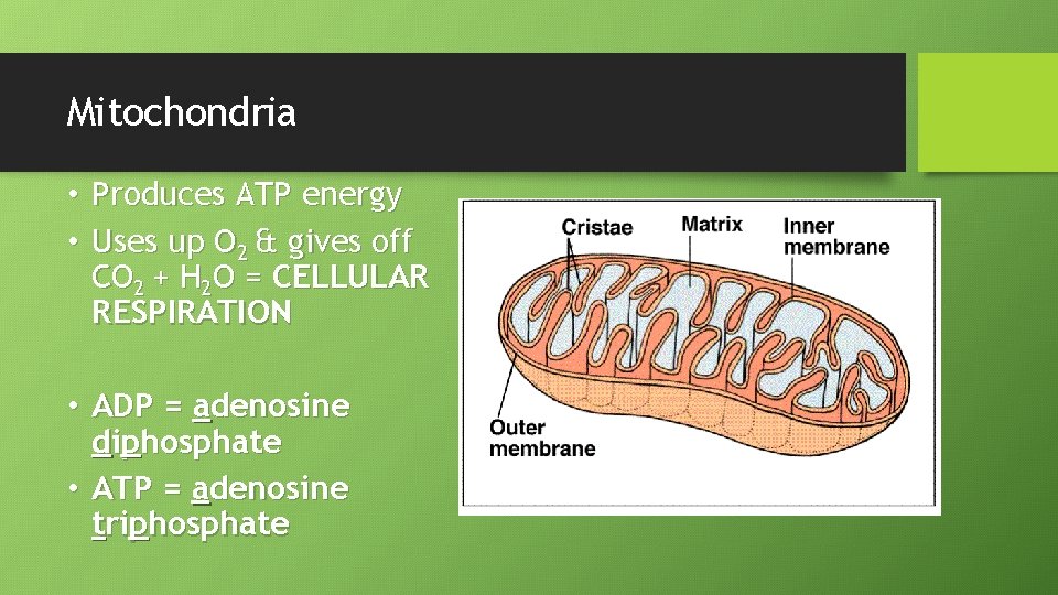 Mitochondria • Produces ATP energy • Uses up O 2 & gives off CO