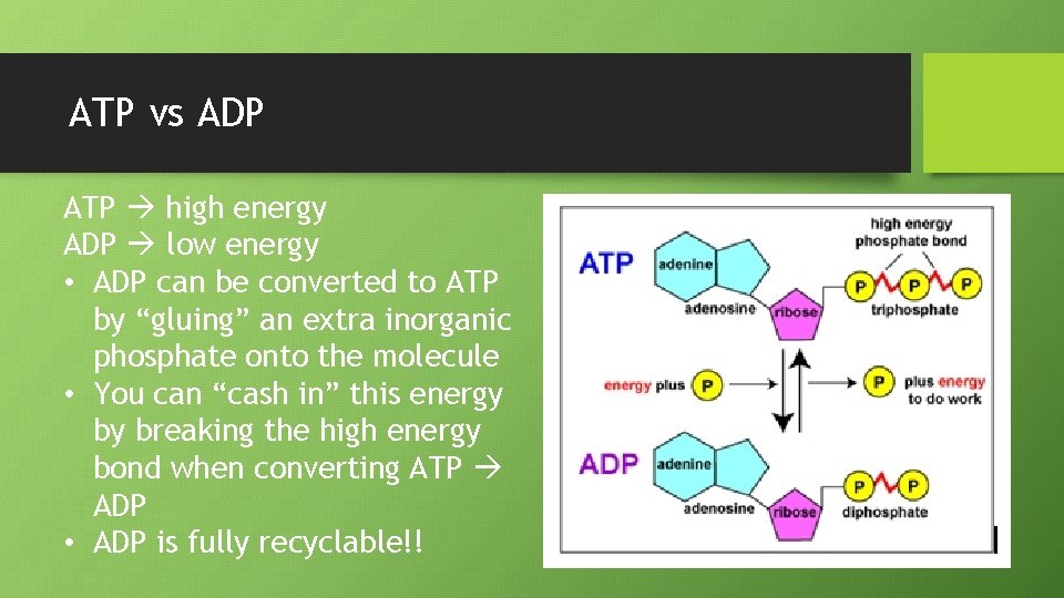 ATP vs ADP ATP high energy ADP low energy • ADP can be converted