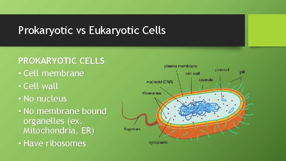 Prokaryotic vs Eukaryotic Cells PROKARYOTIC CELLS • Cell membrane • Cell wall • No