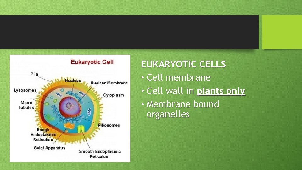 EUKARYOTIC CELLS • Cell membrane • Cell wall in plants only • Membrane bound