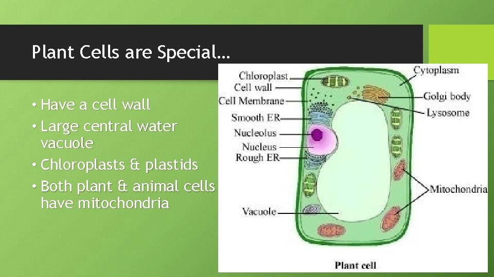Plant Cells are Special… • Have a cell wall • Large central water vacuole