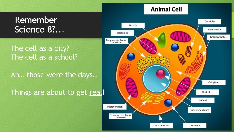Remember Science 8? . . . The cell as a city? The cell as