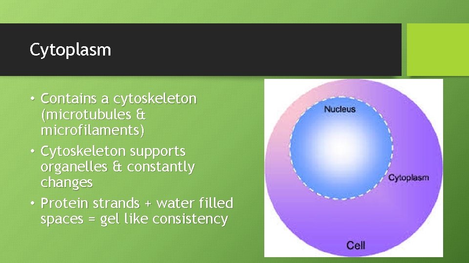 Cytoplasm • Contains a cytoskeleton (microtubules & microfilaments) • Cytoskeleton supports organelles & constantly