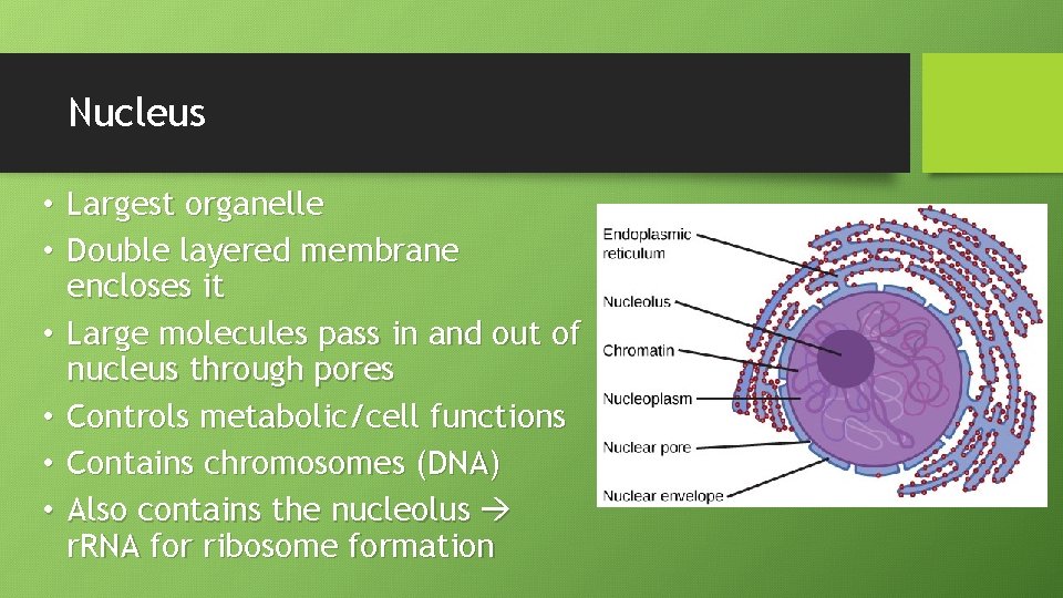 Nucleus • Largest organelle • Double layered membrane encloses it • Large molecules pass