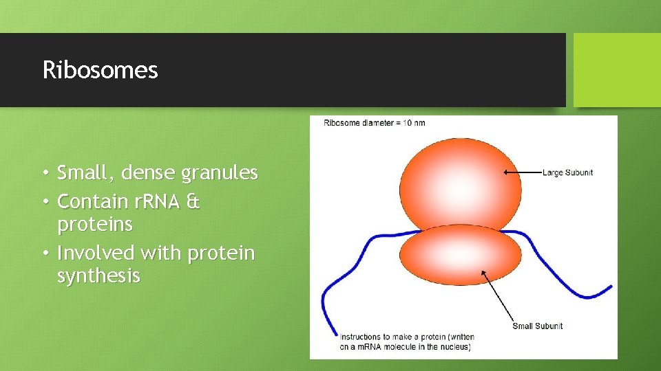 Ribosomes • Small, dense granules • Contain r. RNA & proteins • Involved with