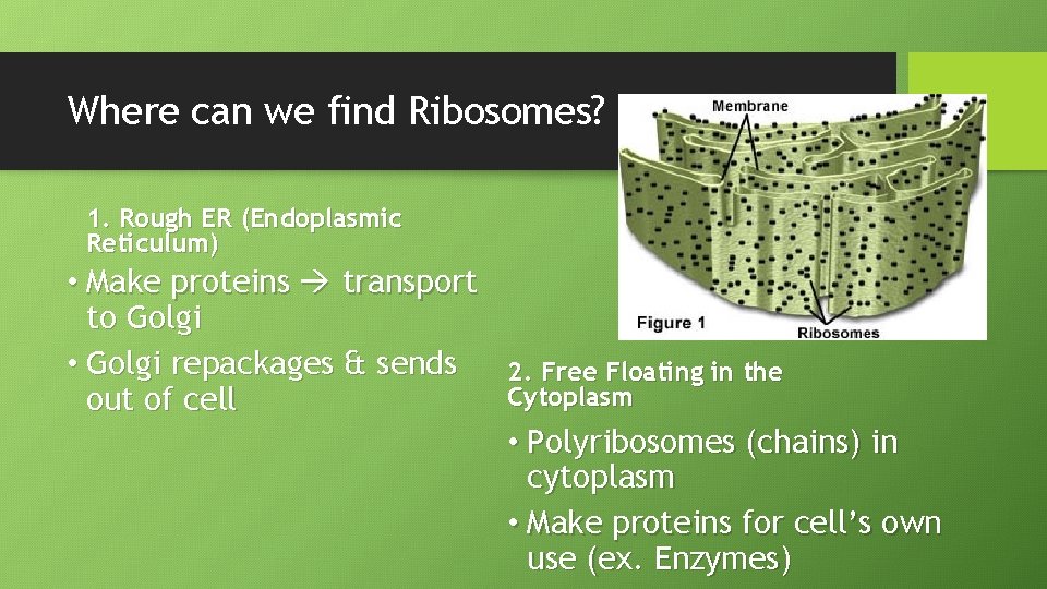 Where can we find Ribosomes? 1. Rough ER (Endoplasmic Reticulum) • Make proteins transport