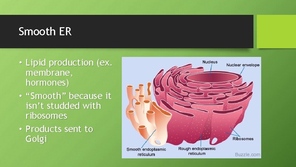 Smooth ER • Lipid production (ex. membrane, hormones) • “Smooth” because it isn’t studded