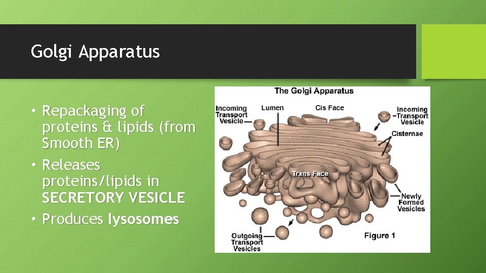 Golgi Apparatus • Repackaging of proteins & lipids (from Smooth ER) • Releases proteins/lipids