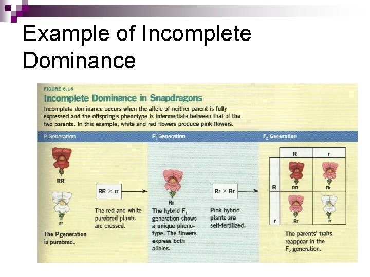 Example of Incomplete Dominance 