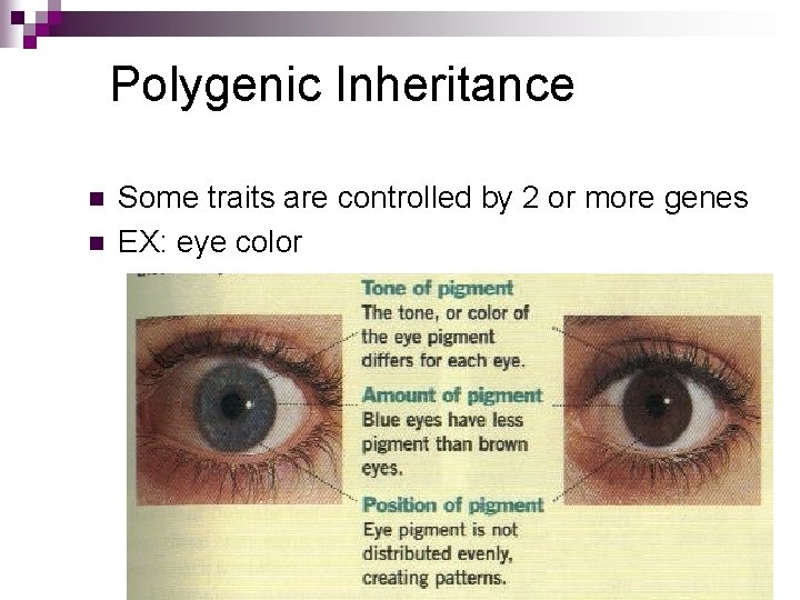 Polygenic Inheritance n n Some traits are controlled by 2 or more genes EX: