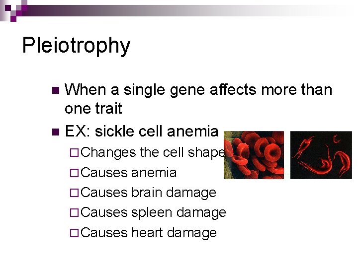 Pleiotrophy When a single gene affects more than one trait n EX: sickle cell