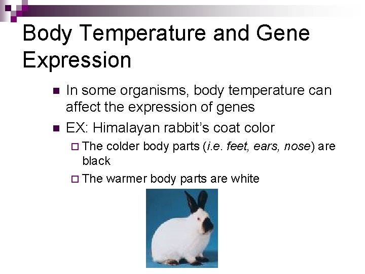 Body Temperature and Gene Expression n n In some organisms, body temperature can affect