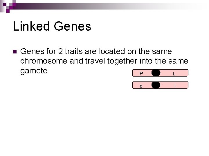 Linked Genes n Genes for 2 traits are located on the same chromosome and