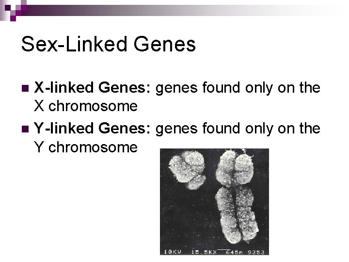 Sex-Linked Genes X-linked Genes: genes found only on the X chromosome n Y-linked Genes:
