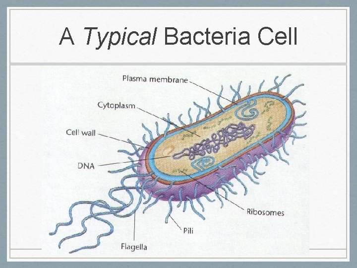 A Typical Bacteria Cell 