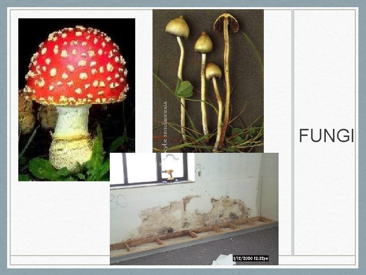FUNGI 