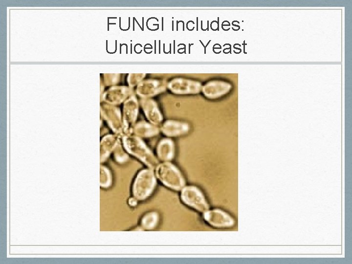 FUNGI includes: Unicellular Yeast 