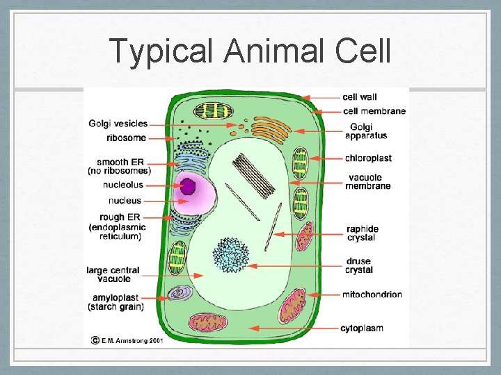 Typical Animal Cell 