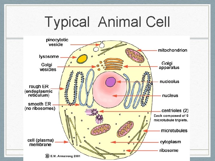 Typical Animal Cell 