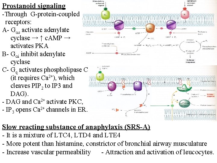 Prostanoid signaling -Through G-protein-coupled receptors: A- G s activate adenylate cyclase → ↑ c.