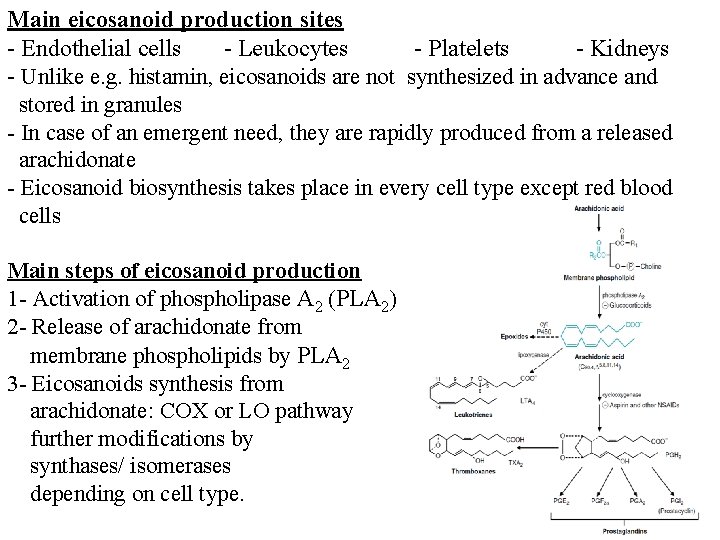 Main eicosanoid production sites - Endothelial cells - Leukocytes - Platelets - Kidneys -