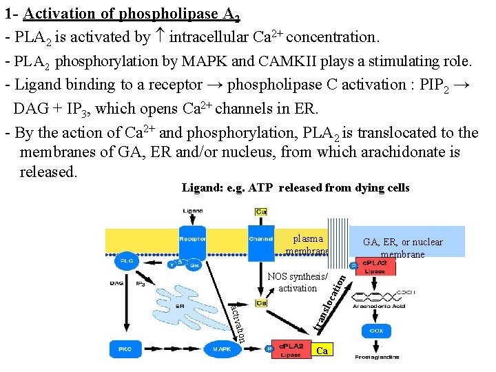 1 - Activation of phospholipase A 2 - PLA 2 is activated by intracellular